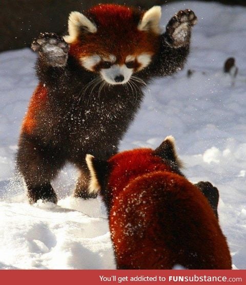 Just some red pandas playing in the snow