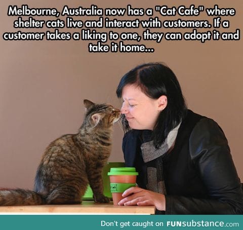 Cat cafe in melbourne