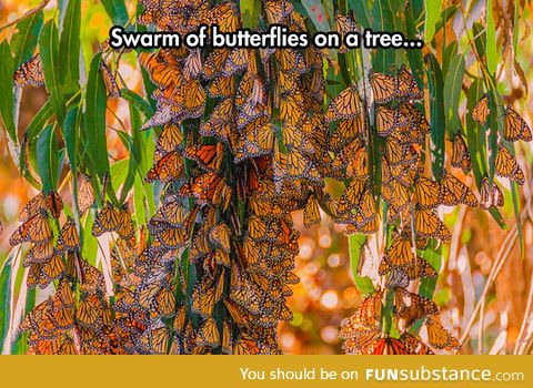 Swarm of butterflies on a tree