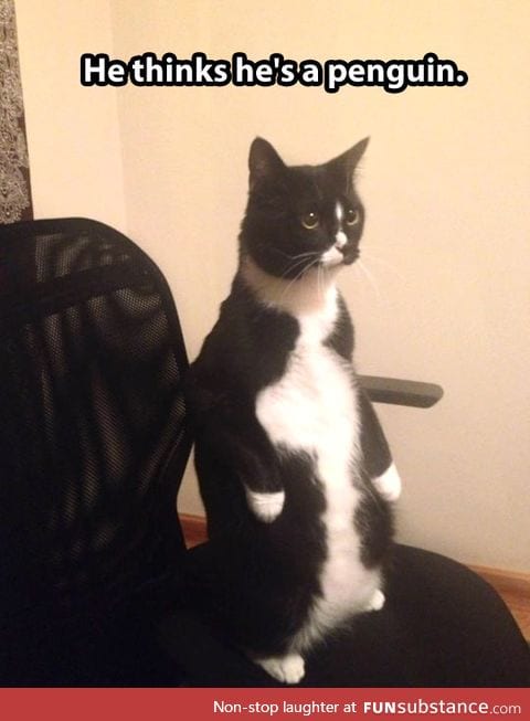 Cat thinks he's a penguin