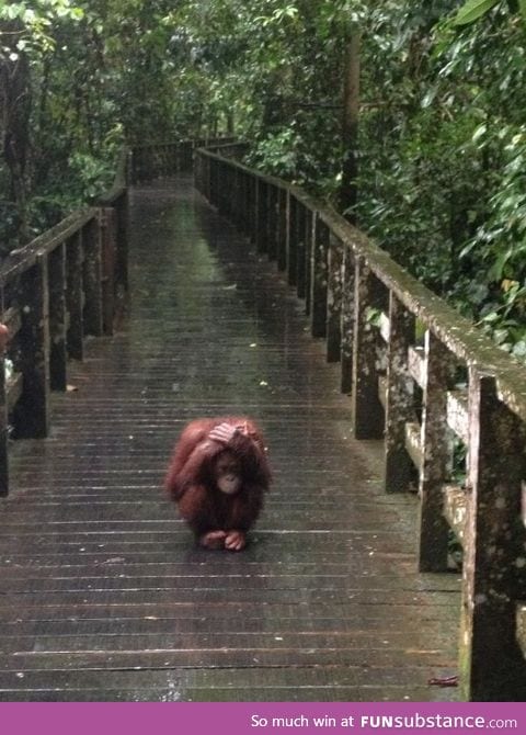 Someone please give him an umbrella :(