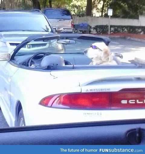 Dog chillin' at Sam's Club