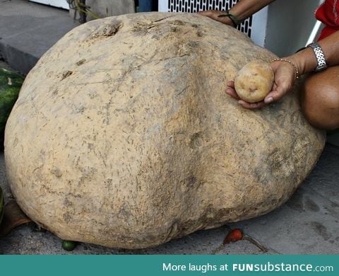 Farmer finds 176 lb potato. Regular potato for scale