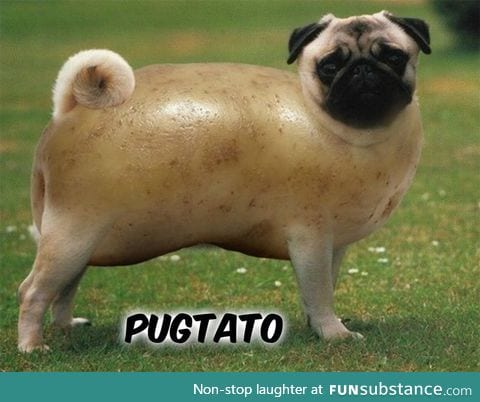 Pugtato