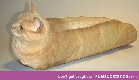 Trying to find pictures of purebred cats on google, was not dissapointed