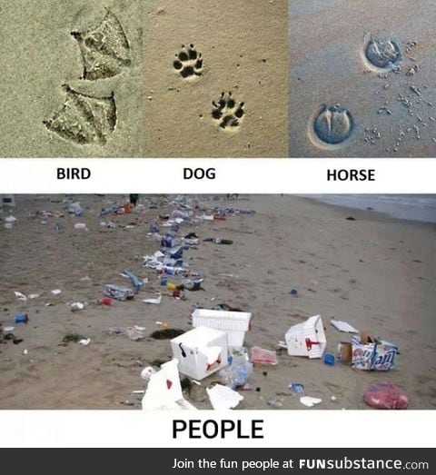 Animal footprints