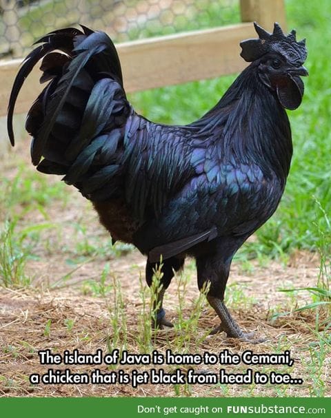 Beautiful black chicken