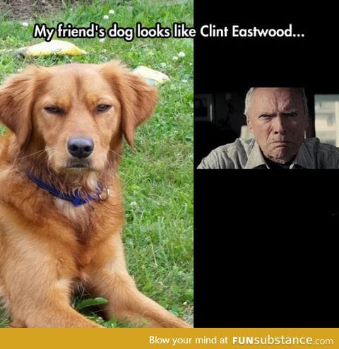 Clint eastwood dog