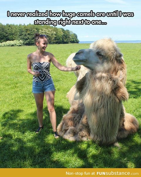 Camels are huge