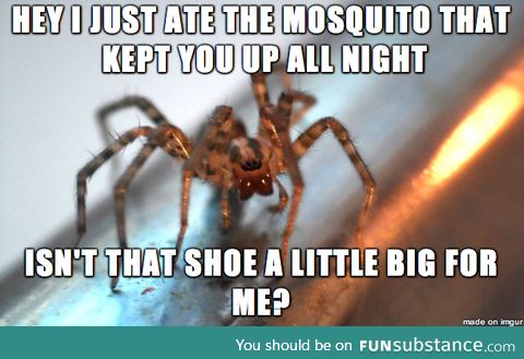 Poor misunderstood spider