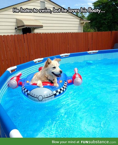 Dog floating on a spaceship