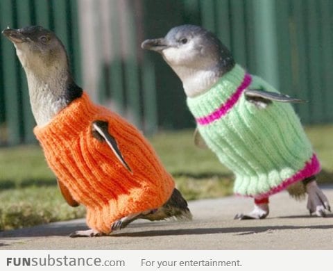 Sweaters for Penguins Affected by New Zealand Oil Spill