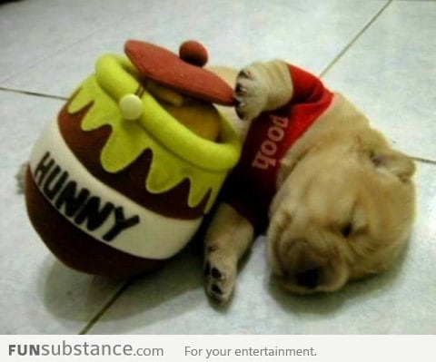 Winnie The Pooh Puppy