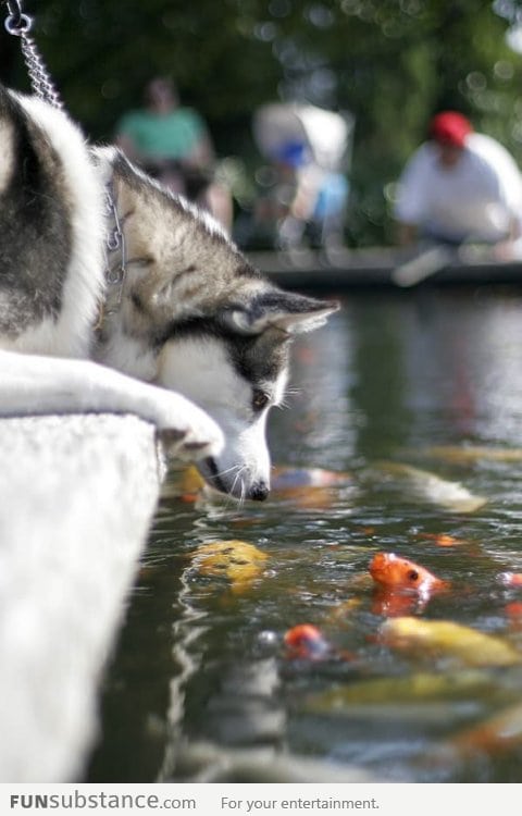 "Hello Fish, this is Dog"