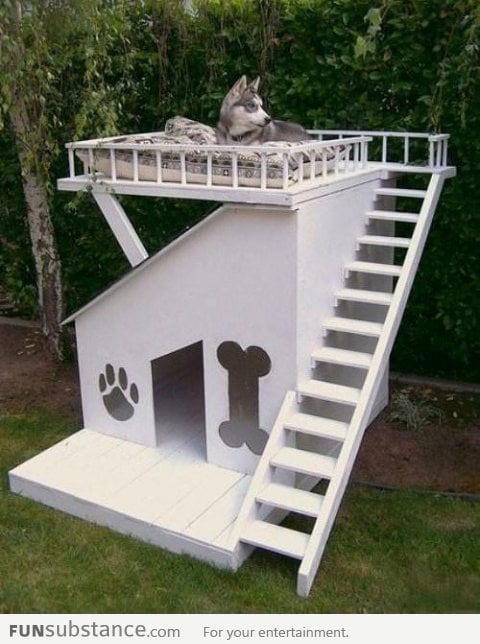 Amazing Dog House