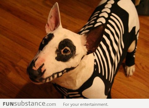 Dog is ready for halloween