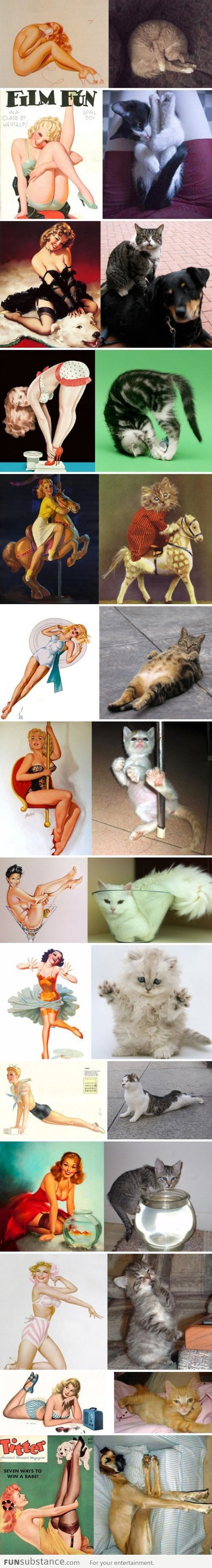 Cats that look like pinup girls