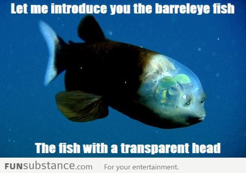 Barreleye Fish With The Transparent Head