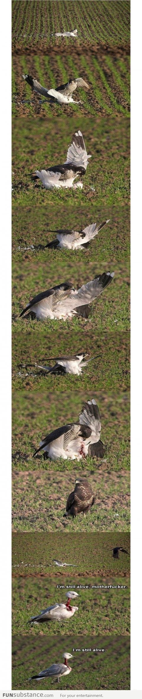 Bizarre Bird Fight