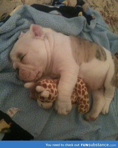 In case you haven't seen a puppy sleeping with a giraffe plush yet