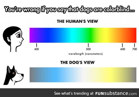 The truth about the dog's vision