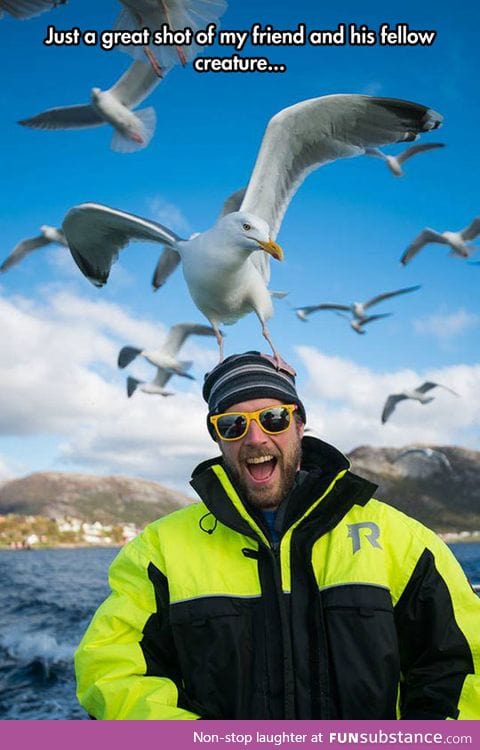 Ultra-photogenic seagull