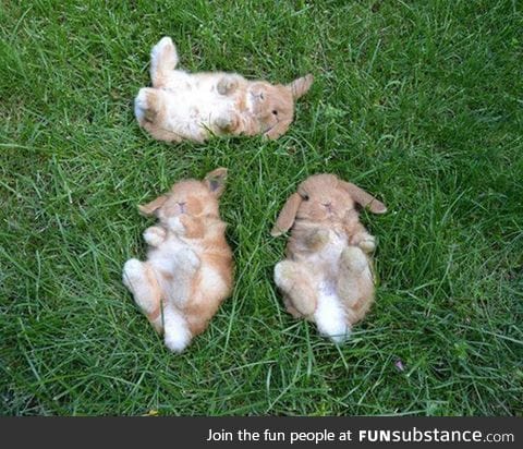 Three baby bunnies watching the sky together