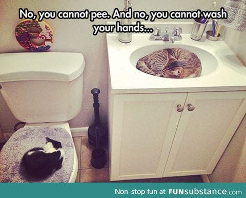 Cat bathroom invasion