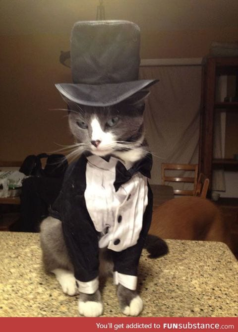 The most stylish cat you'll ever see