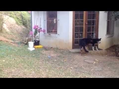 Watch This Baby Lion Scare Two Big Dogs! 0