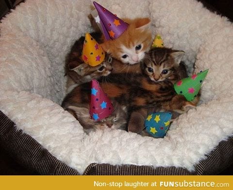 Ain't no party like a kitten party