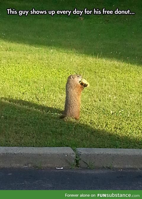 Beaver loves donuts