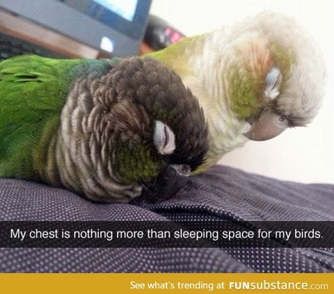 Sleeping birds