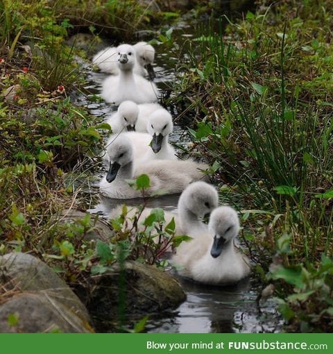 Leisurely stroll