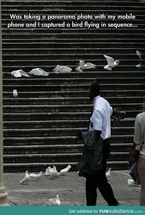 A bird flying sequence