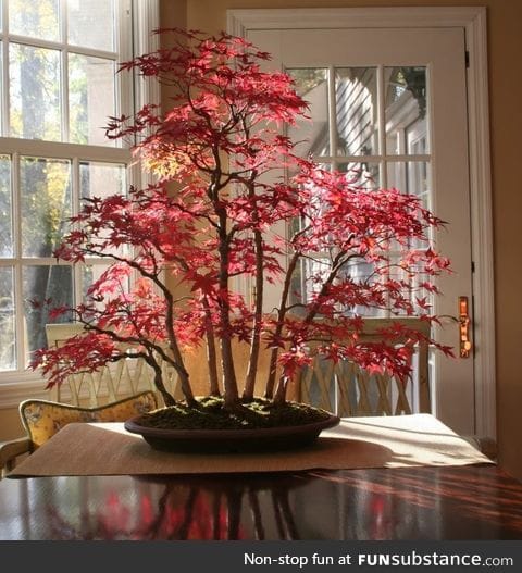 Bonsai Maple Forest in Autumn