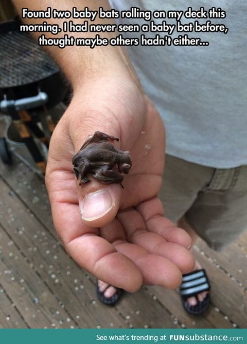Baby bats can be cute too