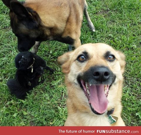 Dog selfie and photobomb