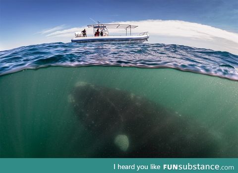 Awesome shot of a whale underwater