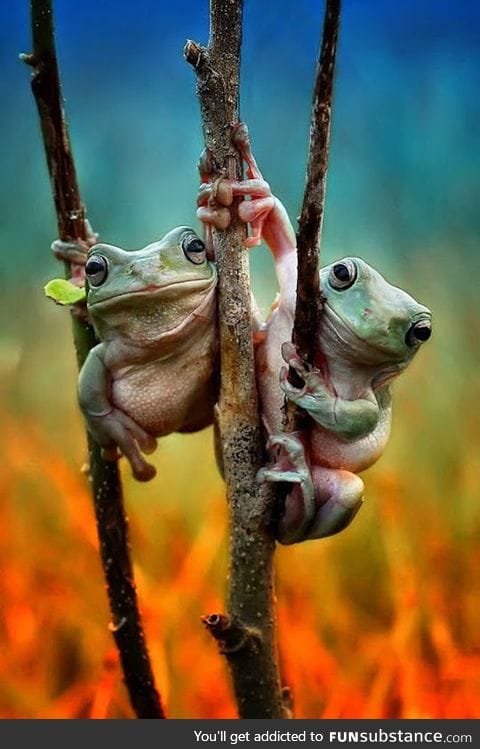 Two buds just chilling