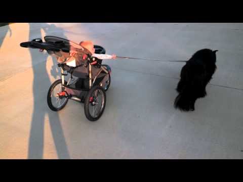 Whoa! This Little Baby Knows How To Walk The Dog!