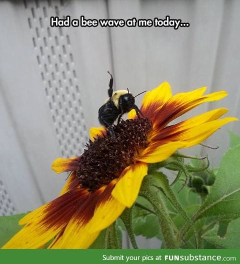 Very friendly bee