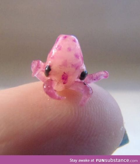 Tiny baby octopus