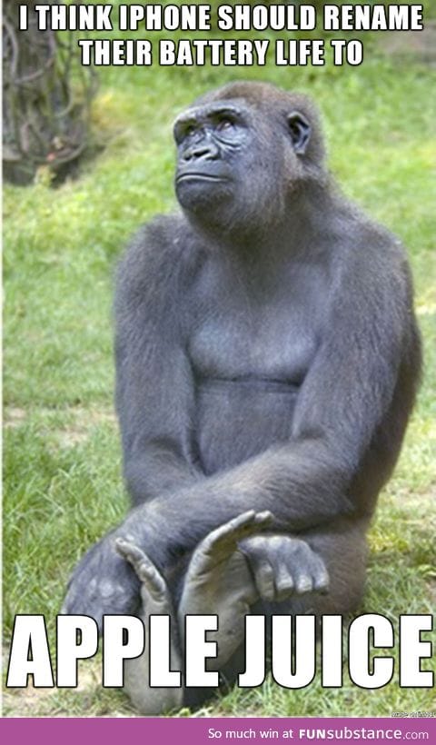 Introspective gorilla