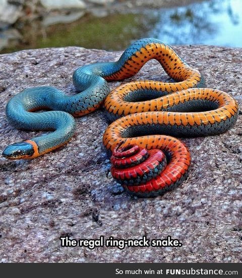 A truly beautiful snake