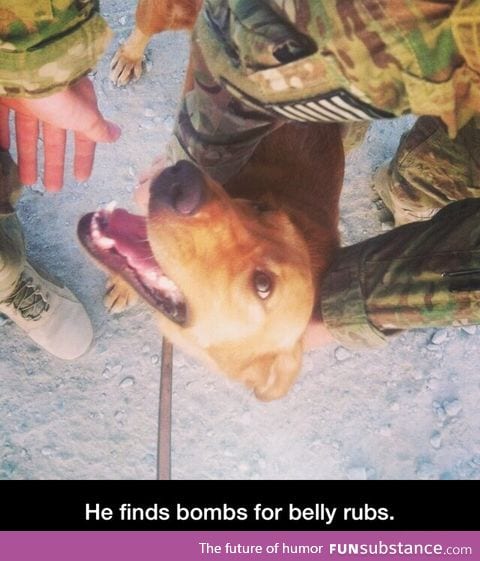 Bomb dog