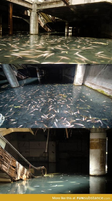 Fish living in abandoned mall