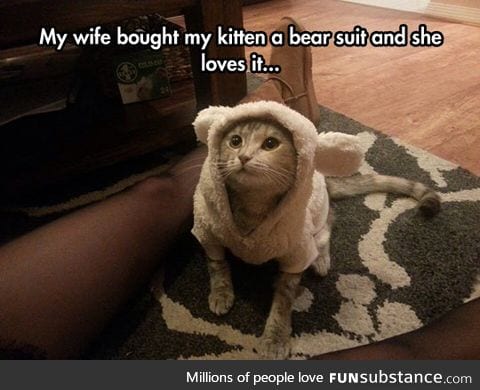 Kitten in a bear suit