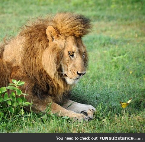 Here's a lion fascinated by a butterfly