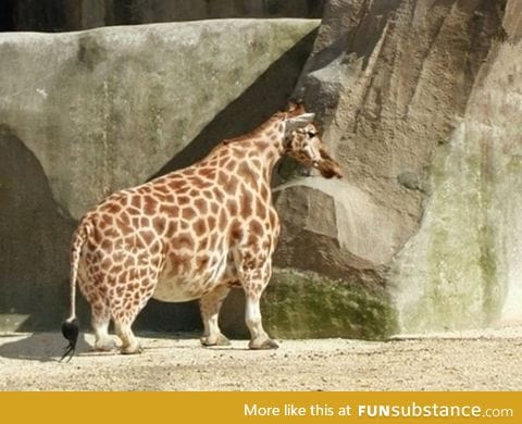 Giraffe with Dwarfism